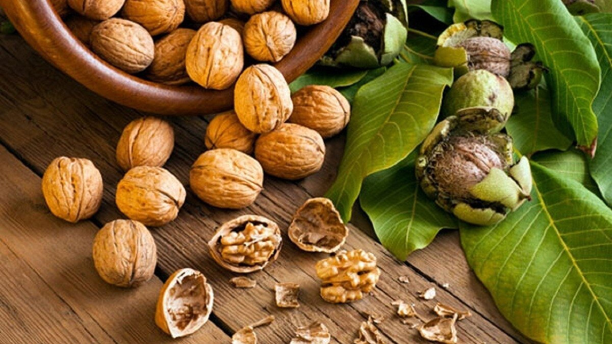 گردو به جنگ این بیماری مهلک می‌رود