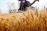 پیگیری مطالبات گندمکاران به کجا رسید؟