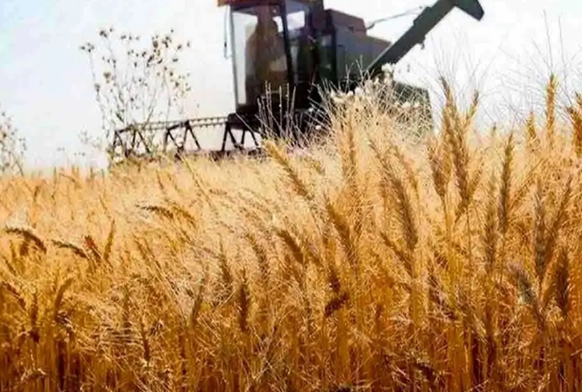 پیگیری مطالبات گندمکاران به کجا رسید؟