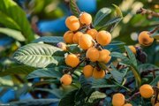 ازگلیل؛ میوه‌ای برای تقویت ایمنی بدن و سلامت گوارش