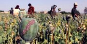 نامه هشدارآمیز سازمان غذاودارو به ستاد مبارزه با مواد مخدر درباره لزوم مجوز کشت خشاش یا واردات تریاک؛ ماجرا چیست؟