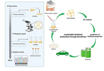 شناسایی مخمّری جدید برای تولید سوخت زیستی و پاک‌سازی محیط زیست