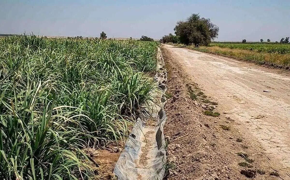 در اقدامی ناگهانی؛ سهمیه آب مزارع هفتتپه ۵۰ درصد کاهش یافت! در اقدامی ناگهانی؛ سهمیه آب مزارع هفتتپه ۵۰ درصد کاهش یافت!