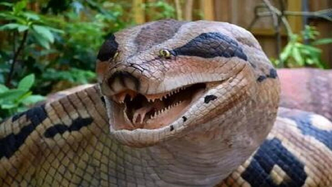 آناکوندای ۶ متری واقعاً پیدا شد!