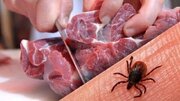 شناسایی ۱۱ مورد ابتلا به تب کریمه در یک استان
