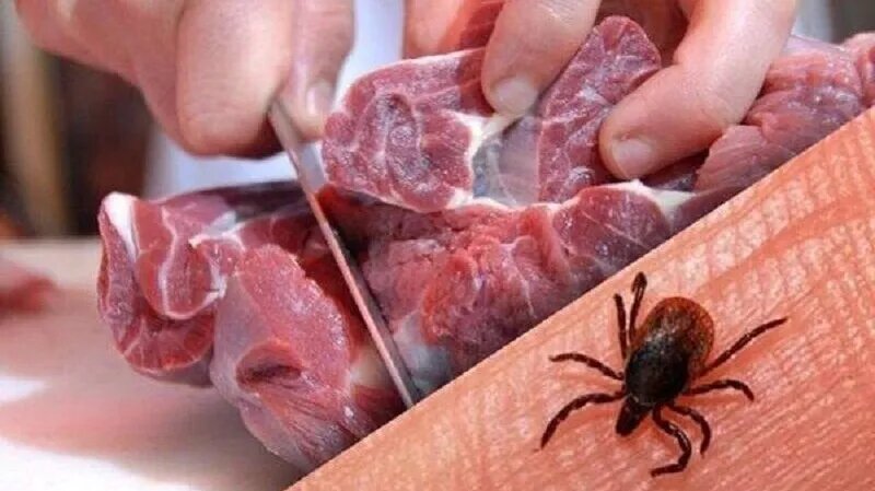 شناسایی ۱۱ مورد ابتلا به تب کریمه در یک استان