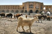 بستر زاینده‌رود، چراگاه گوسفندان شد!