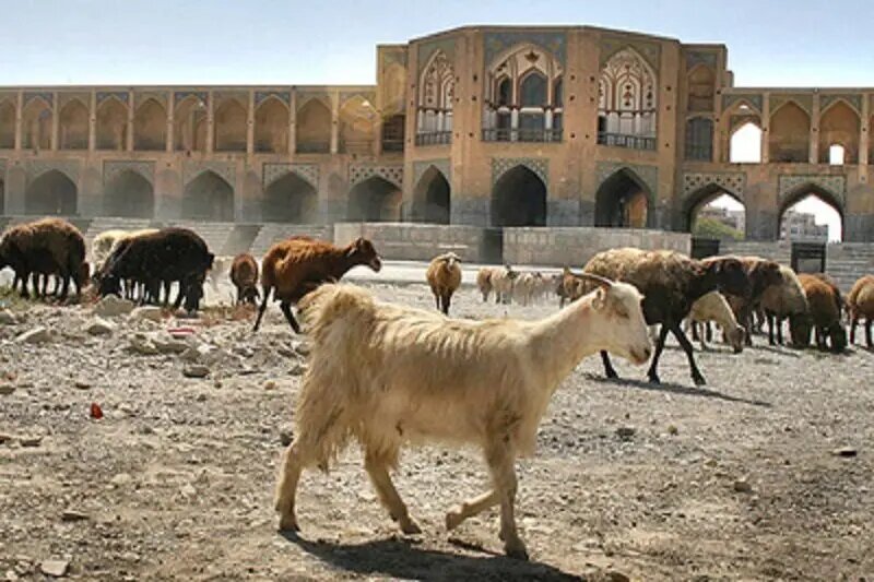 بستر زاینده‌رود، چراگاه گوسفندان شد!