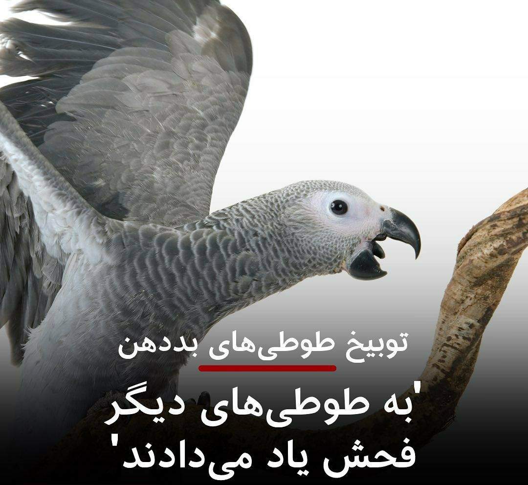 توبیخ ۵طوطی بددهن!
