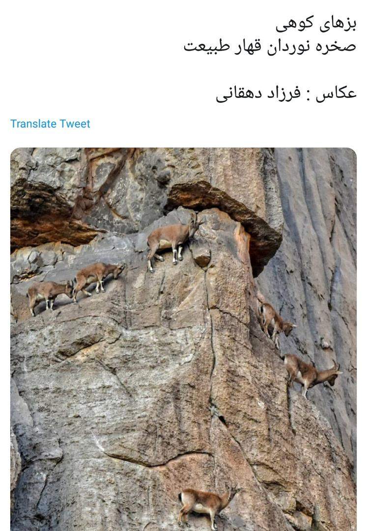 عکس: صخرهنورد تویی، باقی اداتو در میارن! عکس: صخرهنورد تویی، باقی اداتو در میارن!