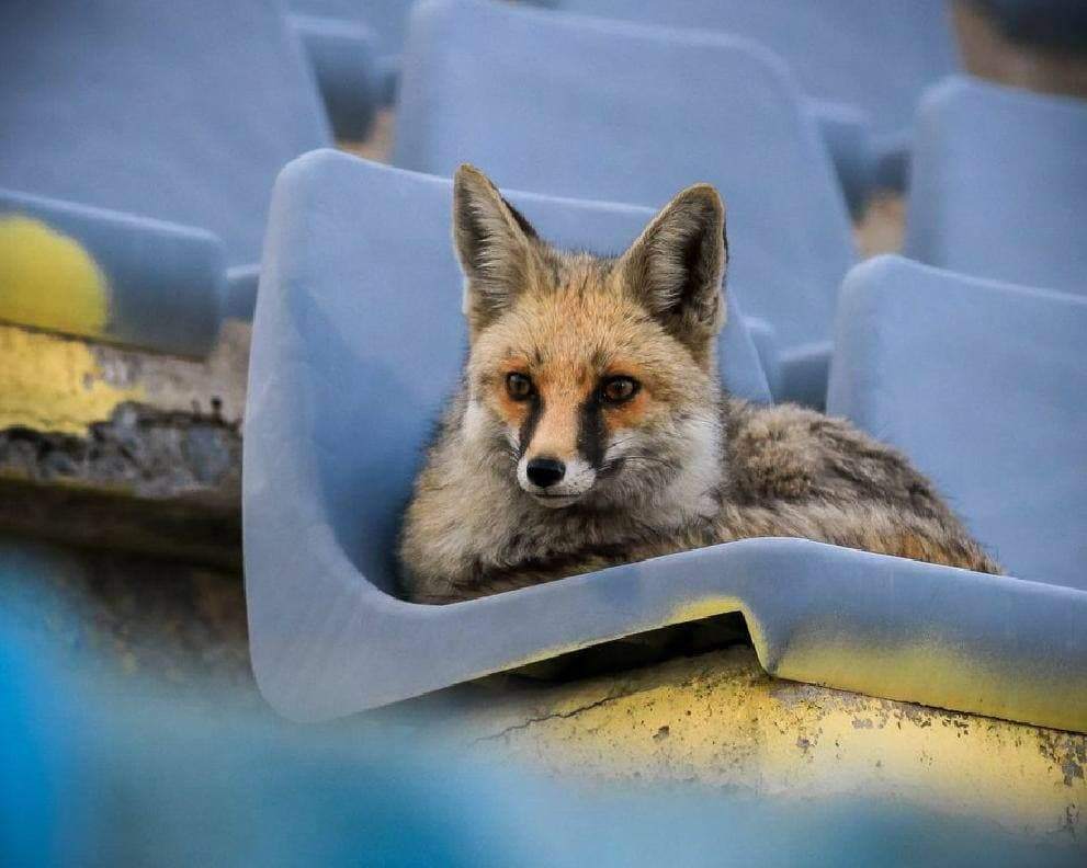 عکس: تنها تماشاگر بازی فولاد - آلومینیوم در لیگ برتر