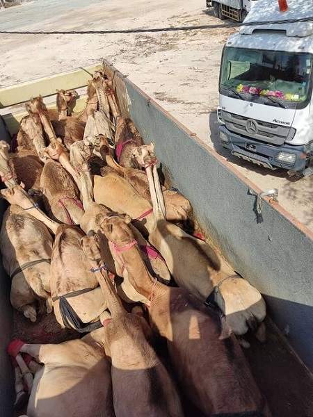 بعد از گورخرهای آفریقایی، این بار نوبت شتران قطری!