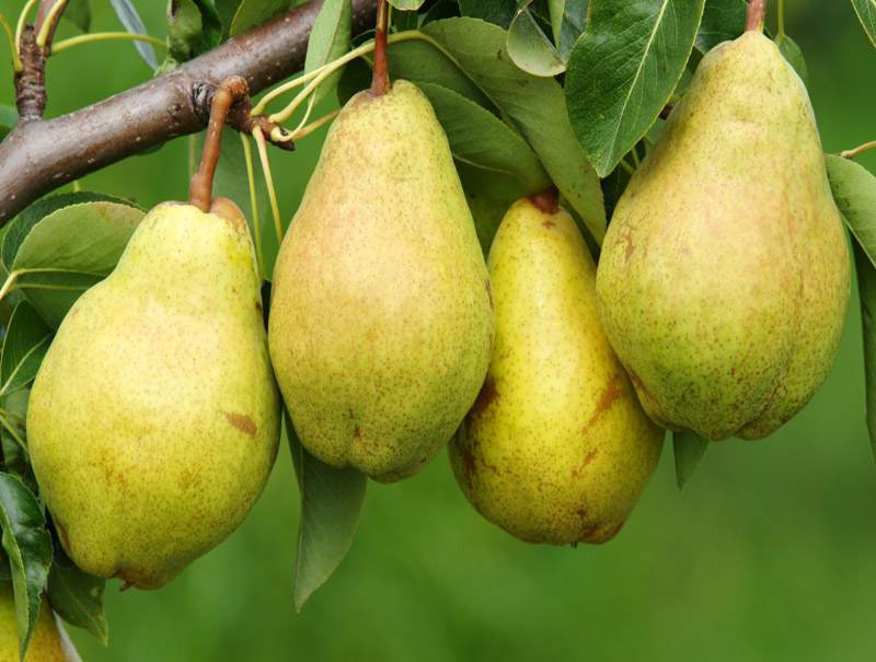میوهای موثر در درمان فشار خون میوهای موثر در درمان فشار خون