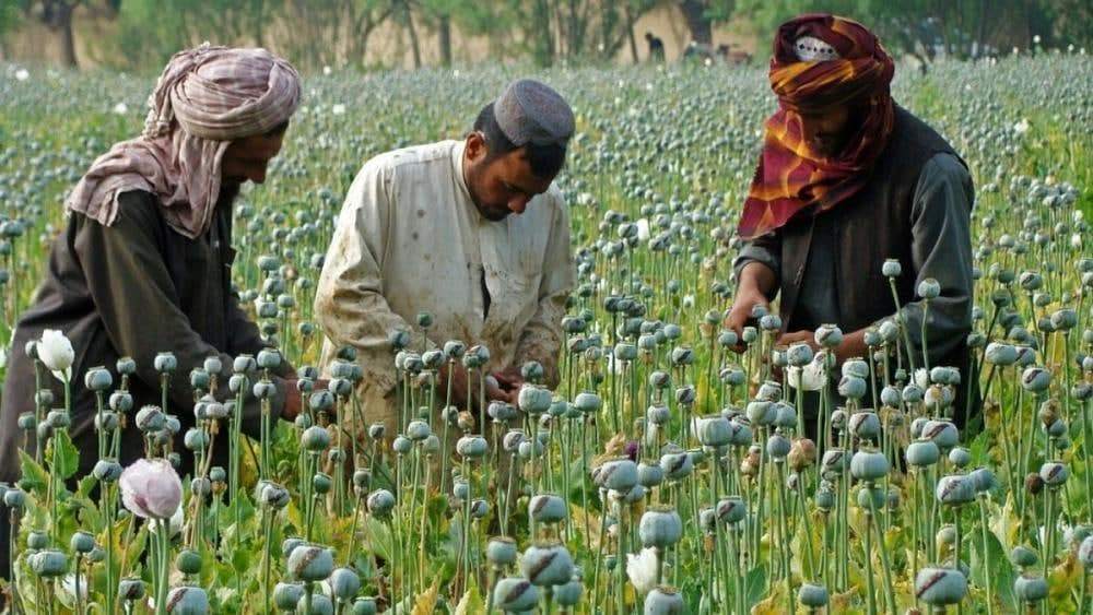ترک وابستگی طالبان به مواد مخدر یا تاکتیکی برای گران کردن تریاک؟ ترک وابستگی طالبان به مواد مخدر یا تاکتیکی برای گران کردن تریاک؟