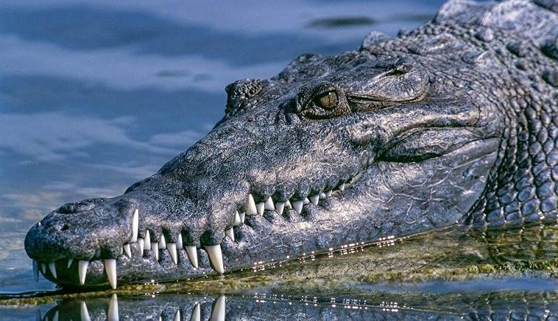 پیرزن شجاعی که با تمساح جنگید!