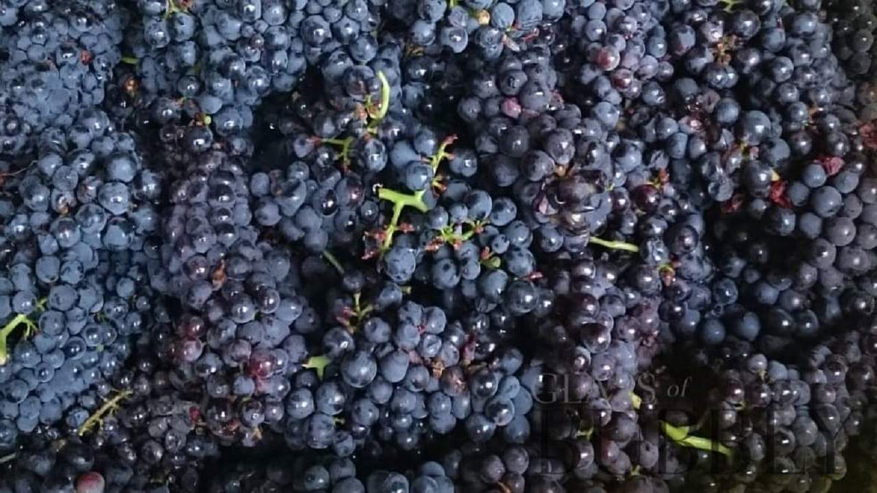 چرا بهتر است انگور را به رژیم غذایی خود اضافه کنیم؟