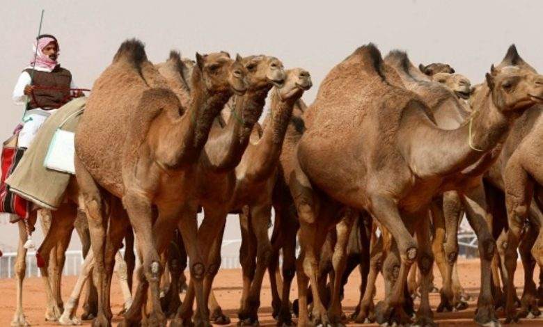 شترها هم در عربستان جراحی زیبایی انجام میدهند! شترها هم در عربستان جراحی زیبایی انجام میدهند!