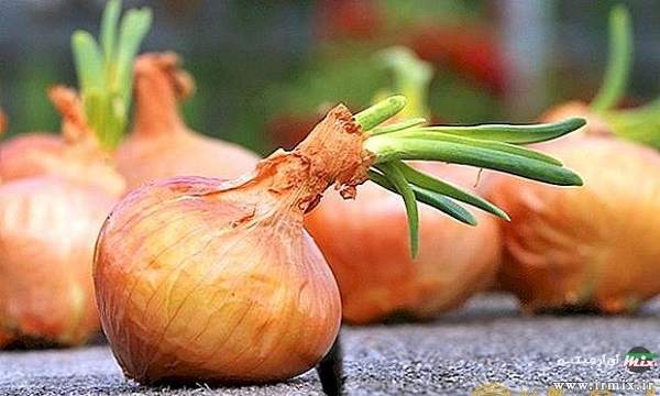 آیا سیر و پیاز جوانه‌زده را می‌توان خورد؟