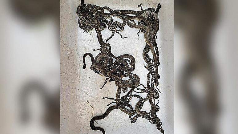 کشف ۹۰ مار زنگی از زیر خانه یک زن کشف ۹۰ مار زنگی از زیر خانه یک زن