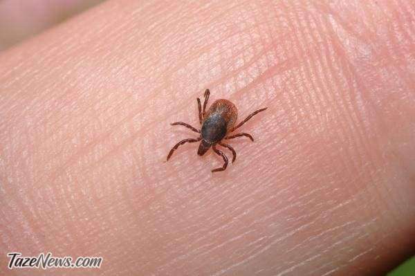 شناسایی یک ویروس جدید در ژاپن؛ «یزو» چگونه منتقل می‌شود؟