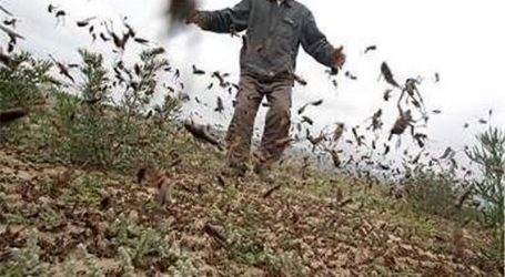ما در جنوب ایران واقعاً ملخ میخوریم! ما در جنوب ایران واقعاً ملخ میخوریم!