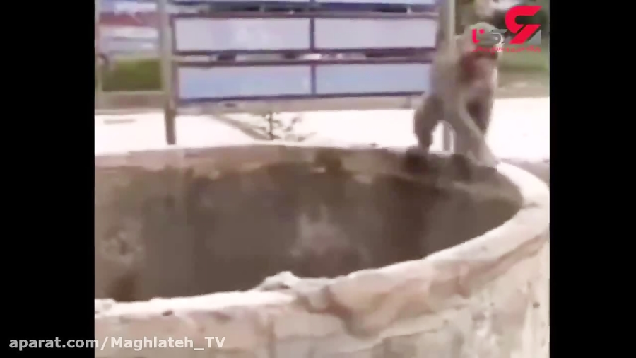 ویدئو| تلاش میمون برای نجات گربه افتاده در چاه ویدئو| تلاش میمون برای نجات گربه افتاده در چاه