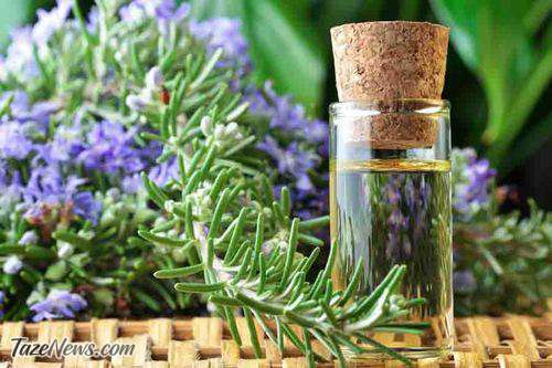 رزماری گیاه ضد ریزش مو +طرز استفاده