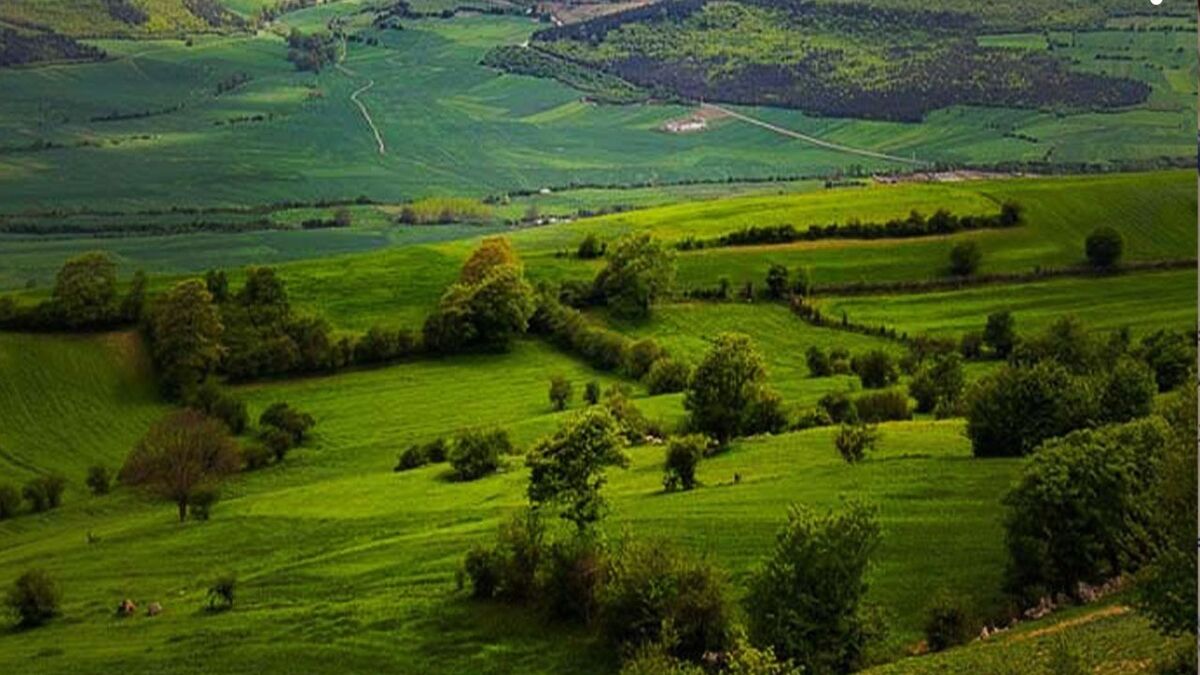 زمینخواری ۷۰ هکتاری مربی معروف در شمال زمینخواری ۷۰ هکتاری مربی معروف در شمال