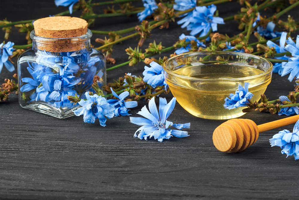 عرق کاسنی مفید برای سالمندان
