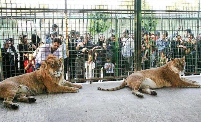 شیر باغ وحش اراک مرد نگهبان را کشت شیر باغ وحش اراک مرد نگهبان را کشت
