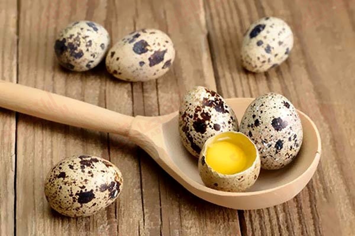 بهبود آلرژی با تخم بلدرچین بهبود آلرژی با تخم بلدرچین