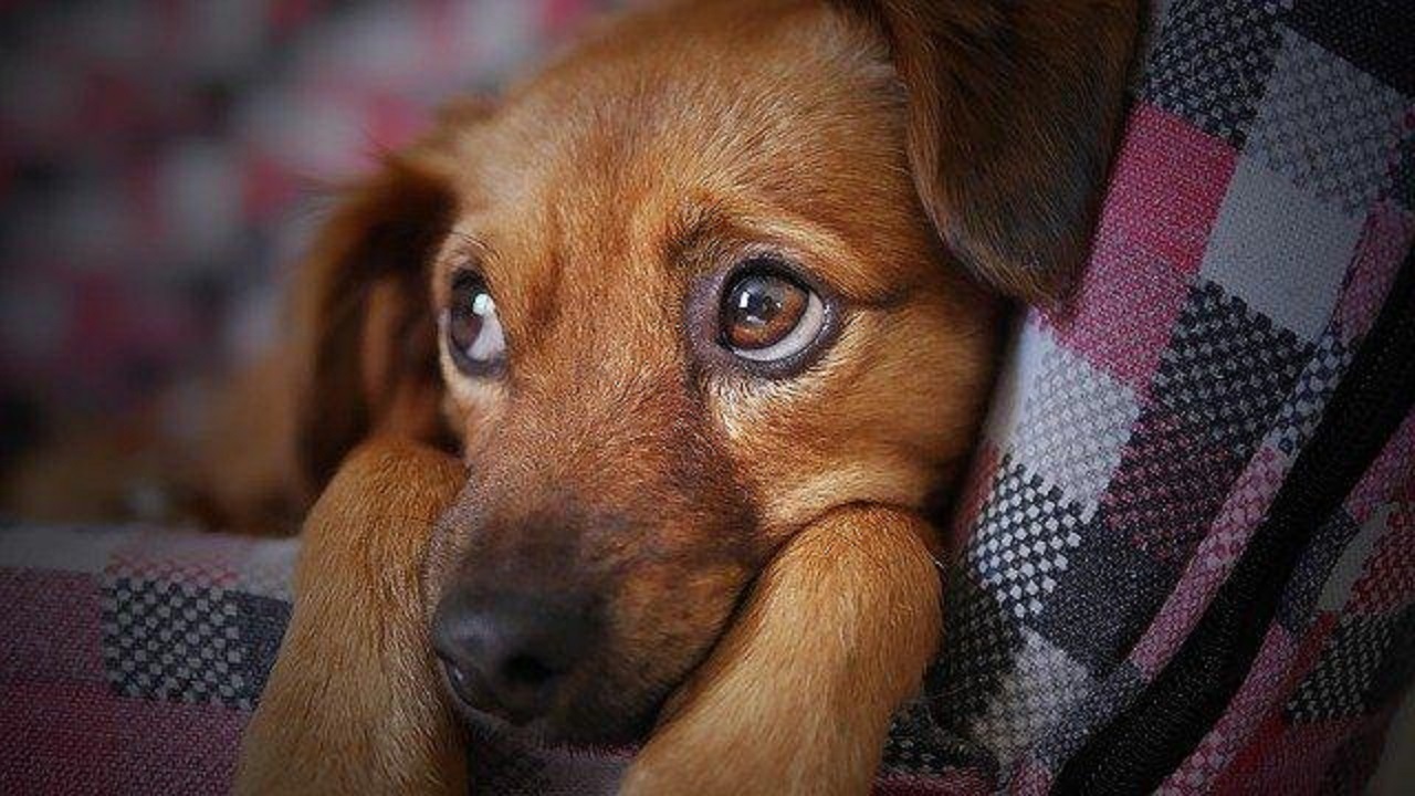 ویدئو| نجات معجزه آسای یک توله سگ از مرگ