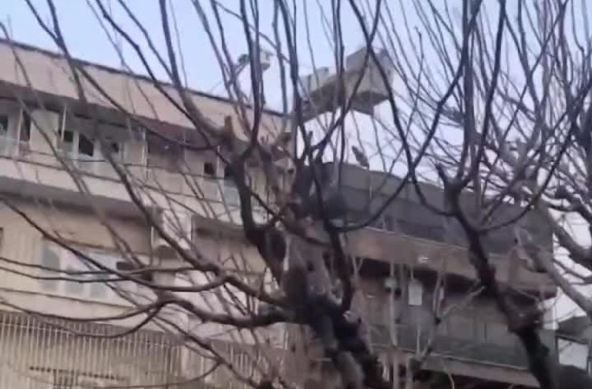 جزئیاتی از ماجرای موشهای درختی تهران جزئیاتی از ماجرای موشهای درختی تهران