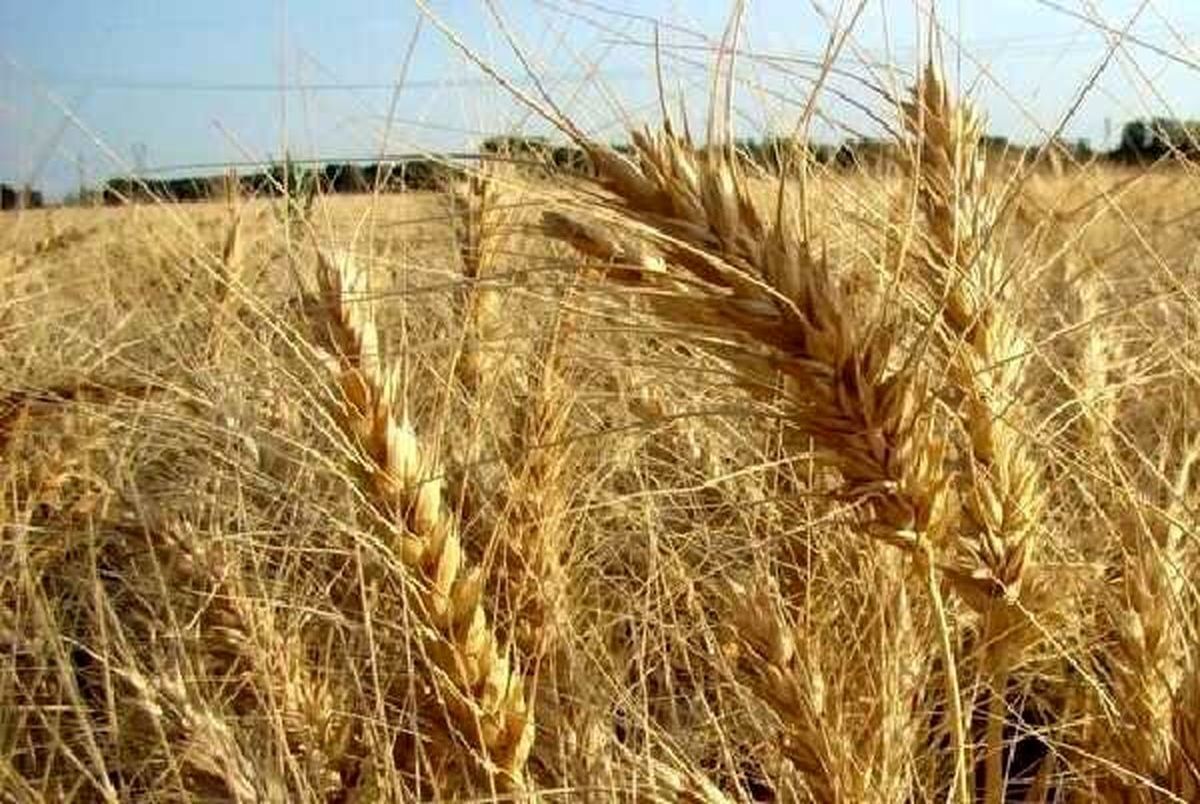 قیمت گندم برای سال ۱۴۰۱ افزایش یافت