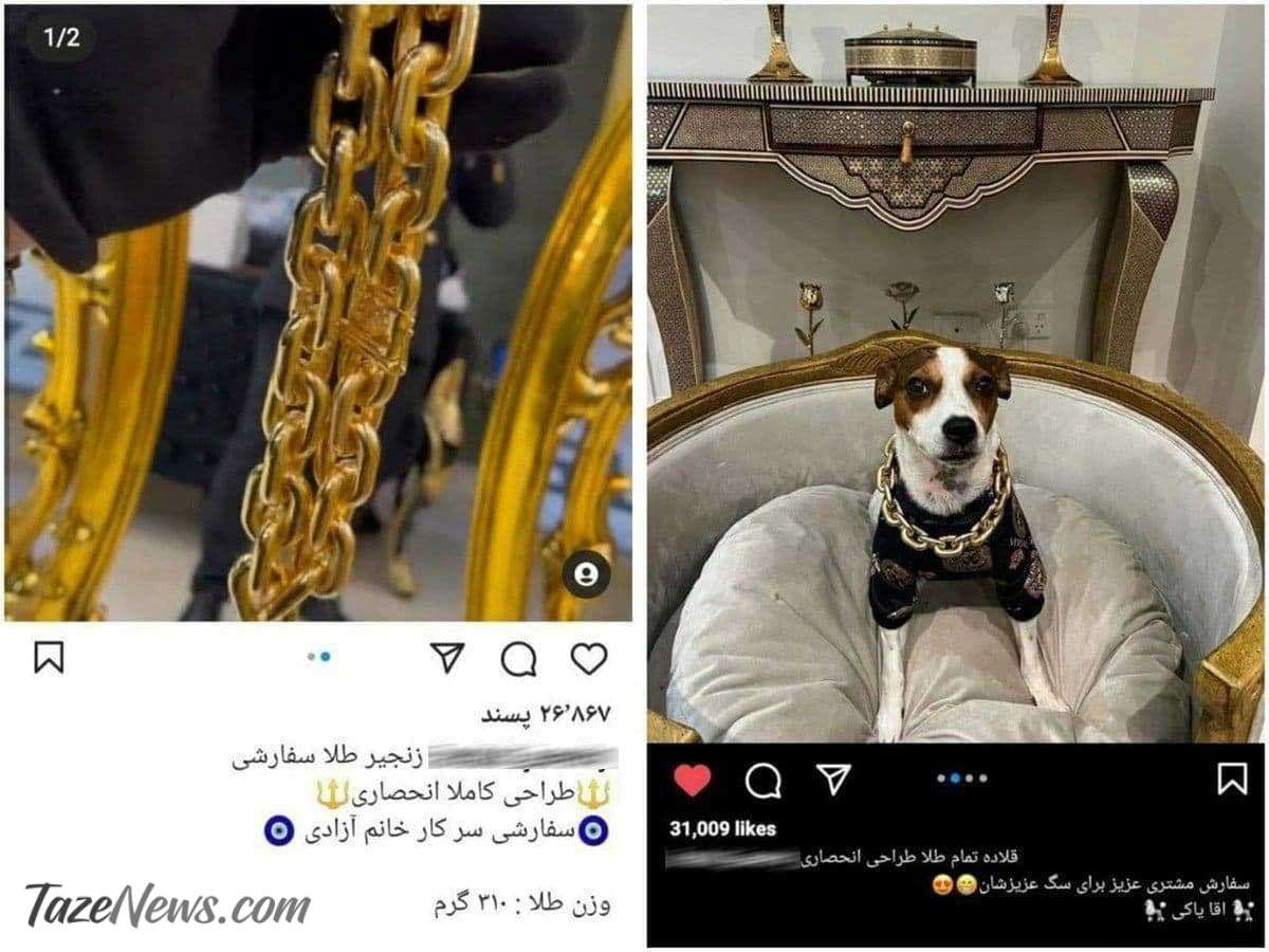 عکس| قلاده طلای ۵۰۰میلیونی برای سگ!