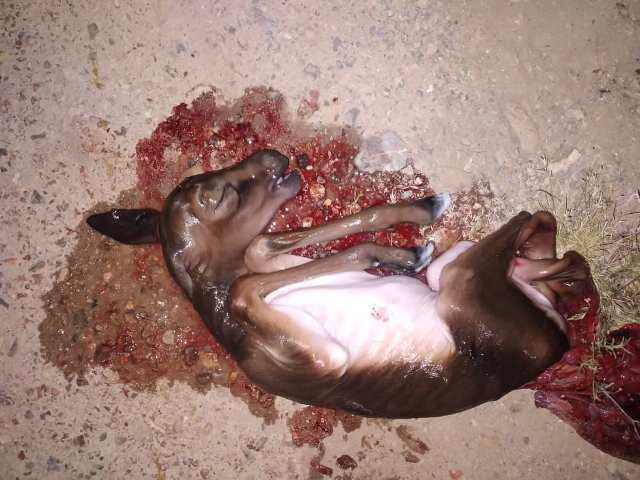 مرگ دردناک آهوی حامله با دو جنین در تصادف جادهای +عکس مرگ دردناک آهوی حامله با دو جنین در تصادف جادهای +عکس