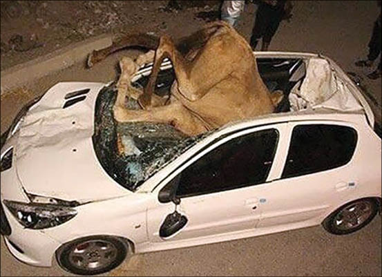 تصادف ۲۰۶ با شتر! +عکس تصادف ۲۰۶ با شتر! +عکس