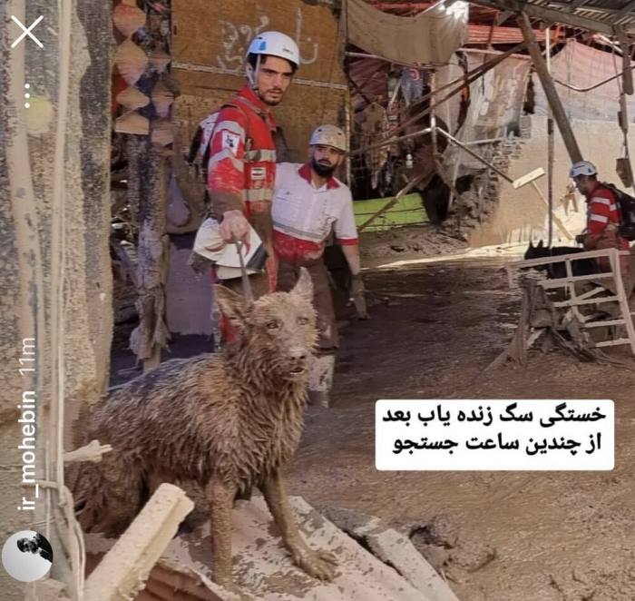 عکس| سگ زنده‌یاب پس از ساعت‌ها جستجو در مناطق سیل‌زده