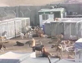 سگ‌های گندک سالم هستند؛ جزئیات حذف و کشتن ۵۰ سگ بیمار! +ویدئو