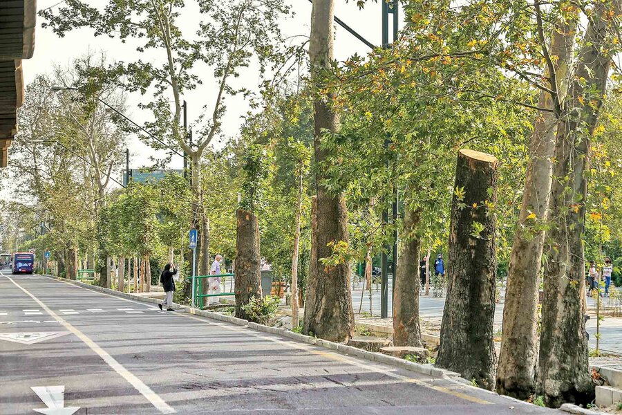 گزارش تکان‌دهنده: درآمدزایی شهرداری تهران از طریق قطع کردن درخت‌ها!