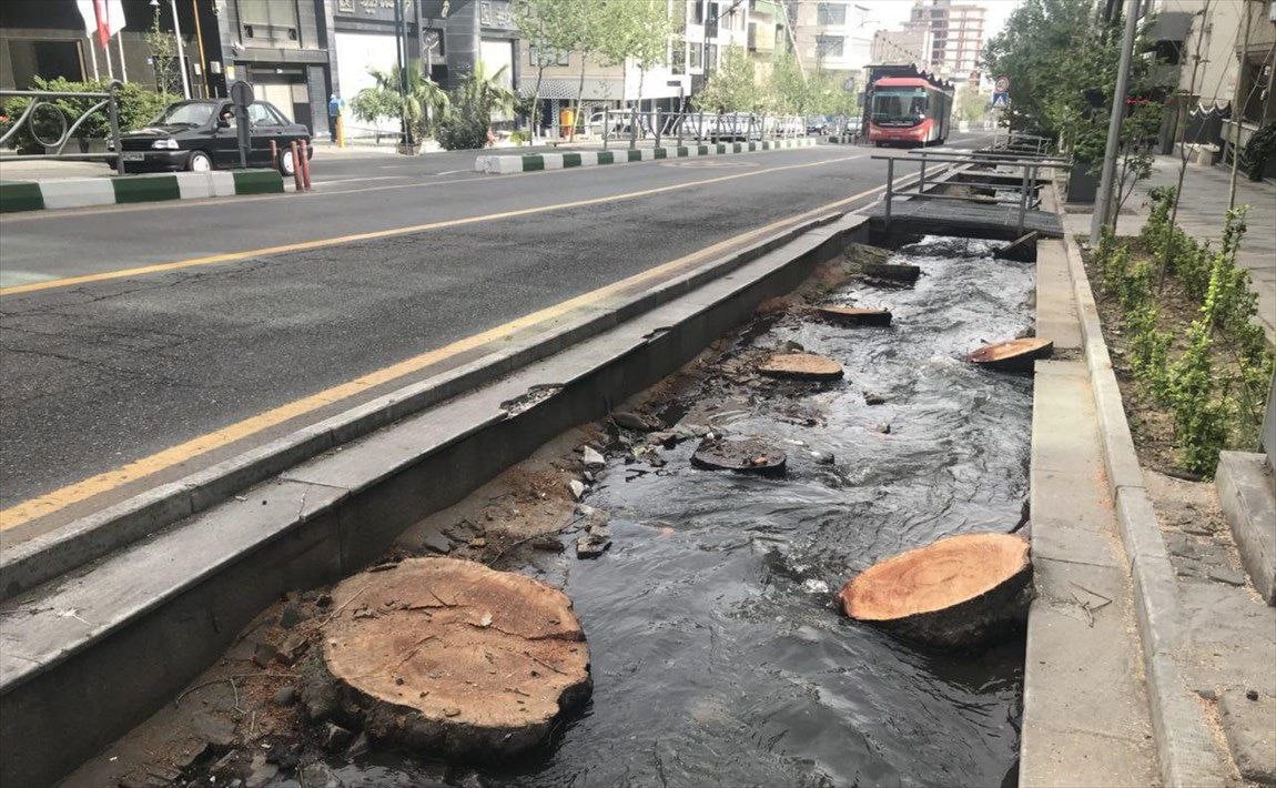 مرگ تلخ ۵۲هزار چنار تهران در سکوت!