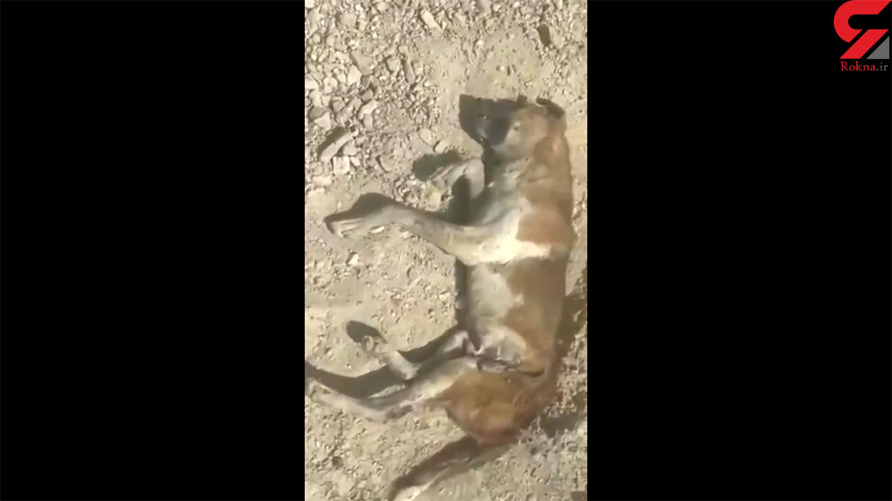 ویدئویی غمانگیز از کشتار بیرحمانه ۱۰۰۰ سگ با حبس مدیر پناهگاه در دماوند ویدئویی غمانگیز از کشتار بیرحمانه ۱۰۰۰ سگ با حبس مدیر پناهگاه در دماوند