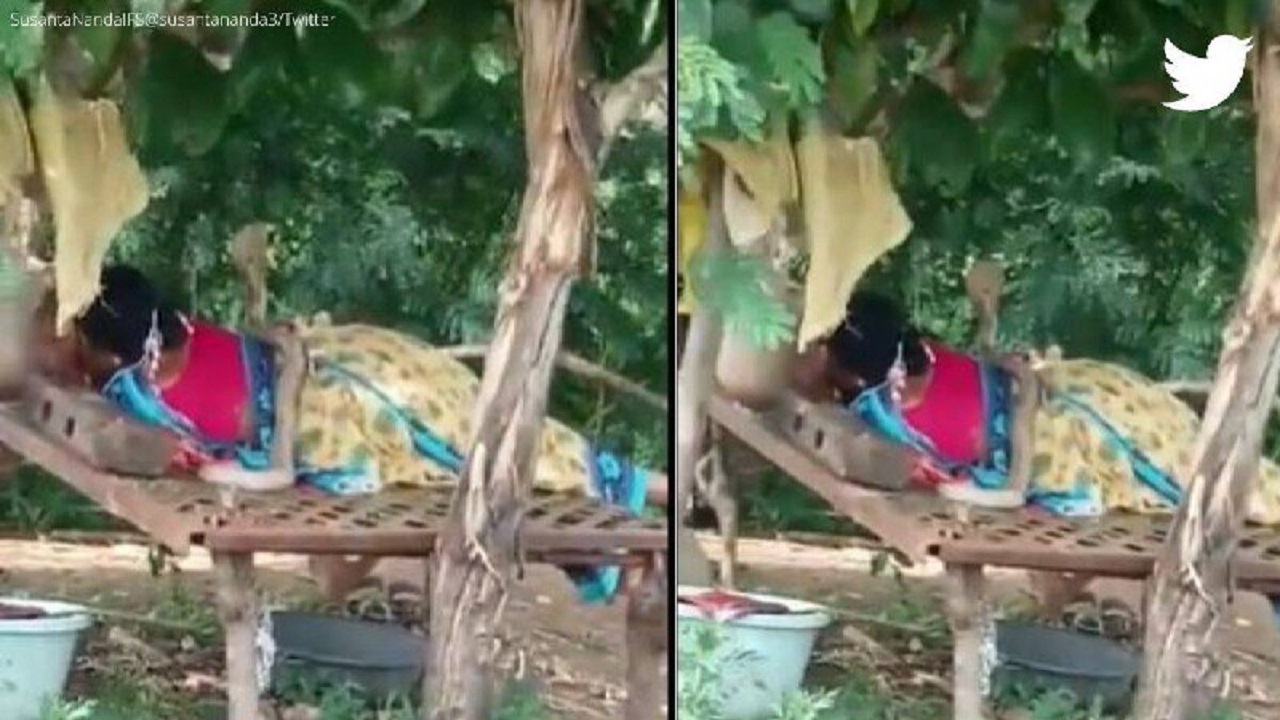 حرکت مارکبری دور بدن یک زن در هنگام خواب! +ویدئو حرکت مارکبری دور بدن یک زن در هنگام خواب! +ویدئو