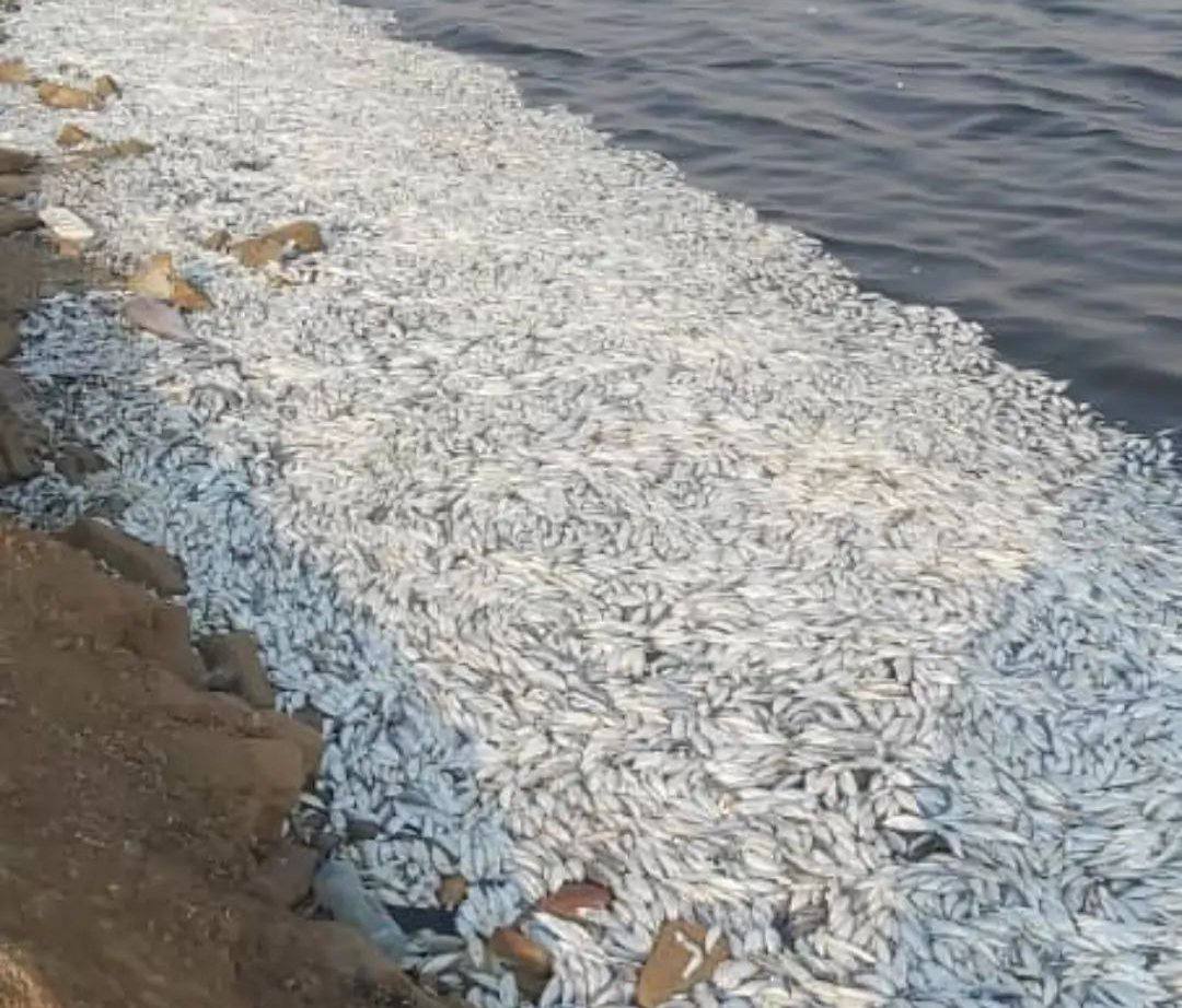 عکس| قتل‌عام ماهی‌ها با دسته‌گل پتروشیمی‌های ماهشهر!