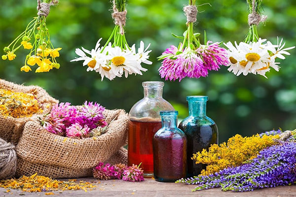 انواع داروهای گیاهی ضد انگل را بشناسید