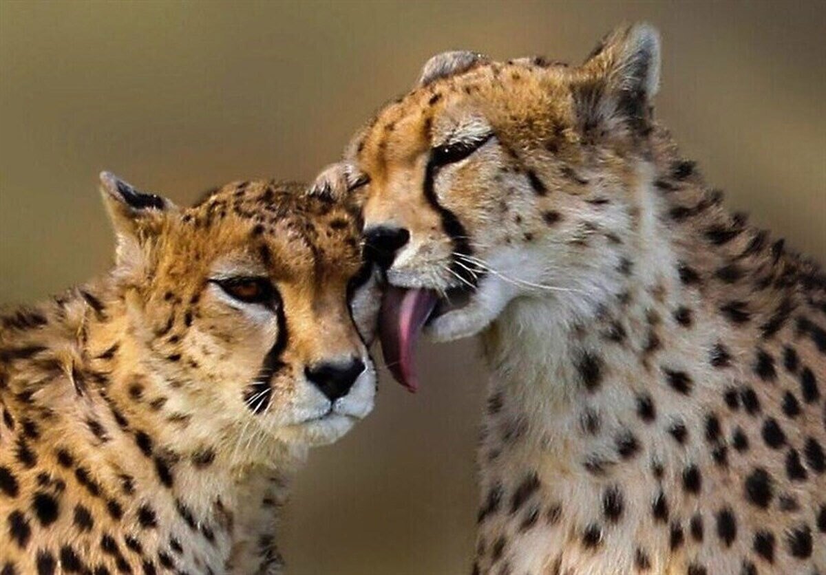 جفت‌گیری موفق ایران و فیروز/ پیروز منتظر خواهر یا برادر جدید!