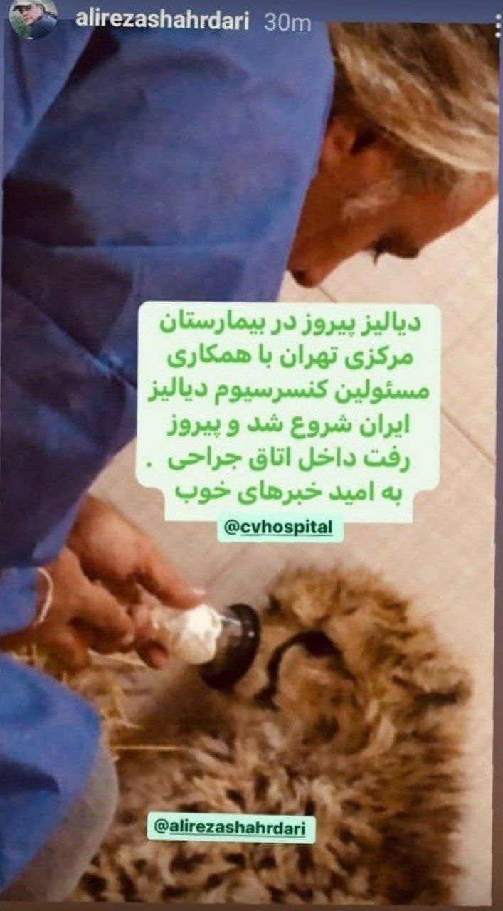 دیالیز «پیروز» شروع شد +عکس