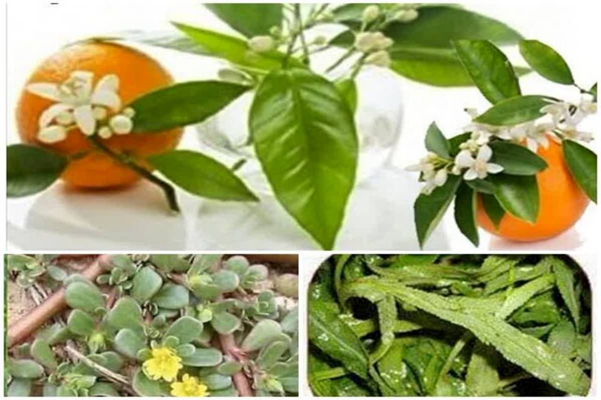 با ۳ گیاه مفید برای رفع تشنگی در ماه رمضان