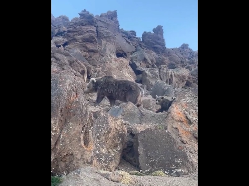 تصویری جذاب از عبور خانوادگی خرس در سبلان وایرال شد +ویدئو