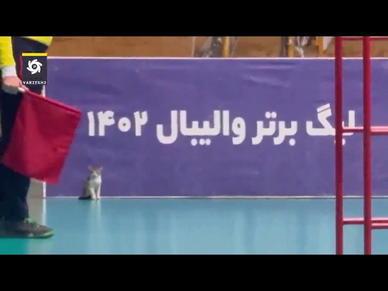 گربه‌ها جام‌حذفی والیبال ایران را مختل کردند! +ویدیو